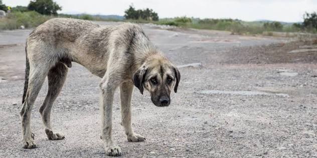 Maltrato animal: Salta busca endurecer las sanciones