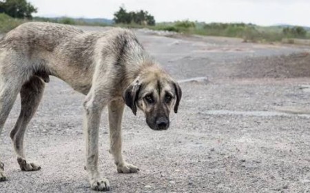 Maltrato animal: Salta busca endurecer las sanciones