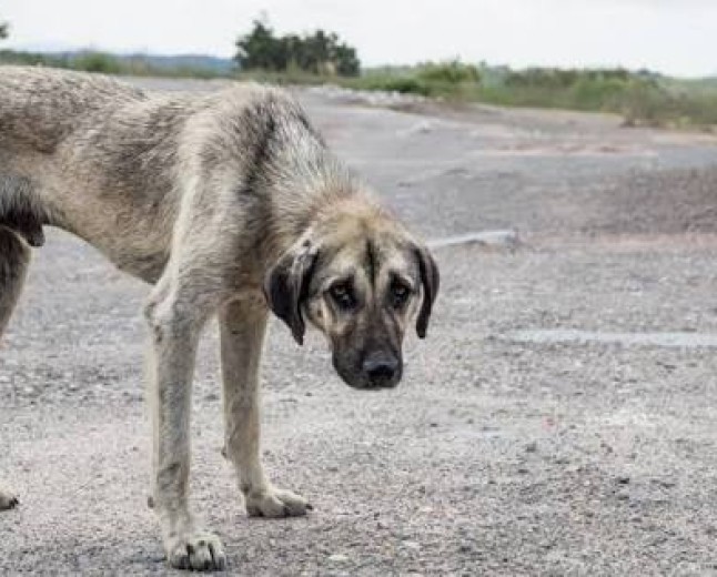 Maltrato animal: Salta busca endurecer las sanciones