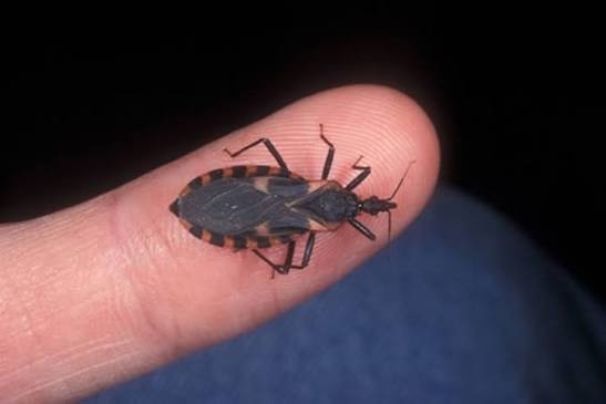 Chagas: detectaron vinchucas en 17 viviendas de Anta y Metán