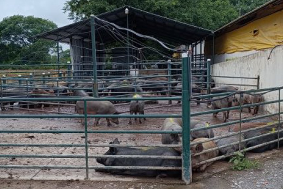 Trata laboral: Investigan una finca dedicada al cerdo negro