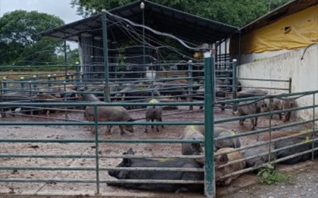 Trata laboral: Investigan una finca dedicada al cerdo negro