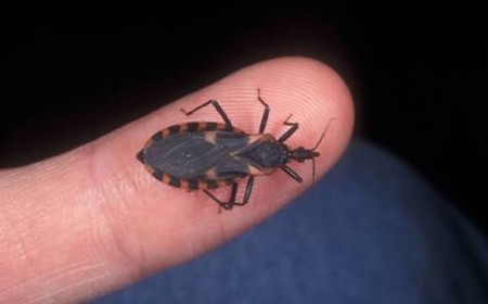 Chagas: detectaron vinchucas en 17 viviendas de Anta y Metán