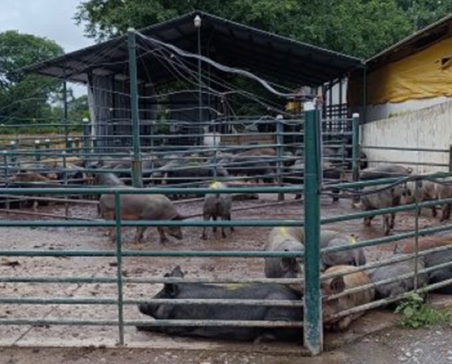 Trata laboral: Investigan una finca dedicada al cerdo negro